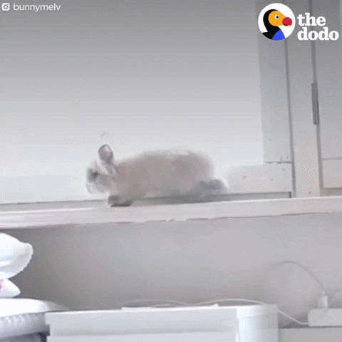 bunny rabbit GIF by The Dodo
