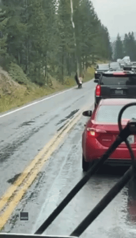 Windshield Wiper Grabs Bison's Attention in Yellowstone