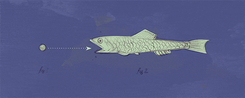 alexandre balthazar laurent grimod de la reyniere fish GIF by Primer