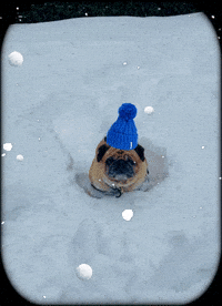 Dog Snow GIF