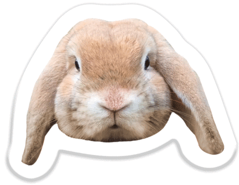 bunny rabbit Sticker by Pets Add Life