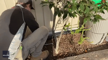 Ball of Tree Snakes Discovered Beneath Fence in Queensland