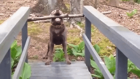 forest bridge GIF