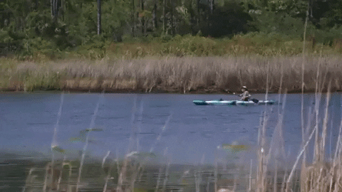 florida GIF