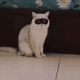 cuteanimalland giphyupload GIF
