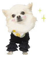 Dog Sticker