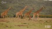 Heading Over Episode 2 GIF by PBS