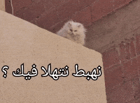 Tokioxiter GIF