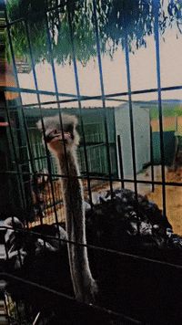 Deve Kuşu GIF by Muratt Mat