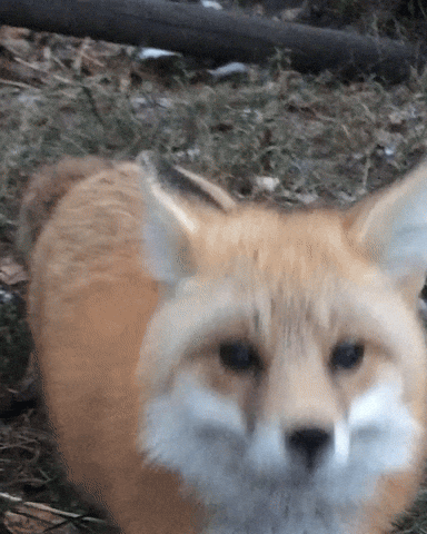 Red Fox Hello GIF by Valley Zoo Development Society