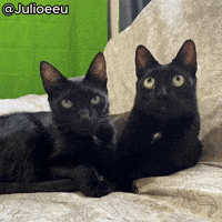 React Omg GIF