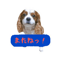 Cavalierkingcharlesspaniel Sticker