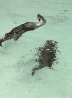 River Otter Swimming GIF by John Ball Zoo