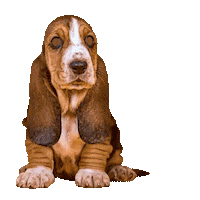 Petsfluence dog dogs woof cutedog Sticker