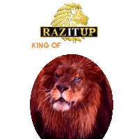 Roaring Lion King Sticker by Yanni Raz