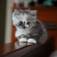 wa th GIF