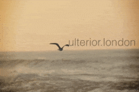 ulteriorlondon nature bird sea flying GIF