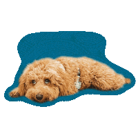 Tired Dog Food Sticker by Awesome Pawsome Treats