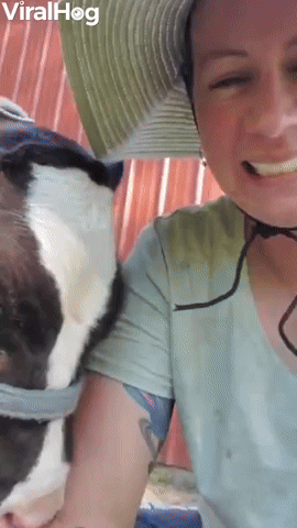 Cute Baby Cow Nibbles on Owner's Arm