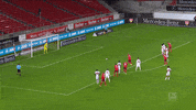 1 Fc Cologne Football GIF by 1. FC Köln