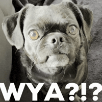 Where Are You Dog GIF