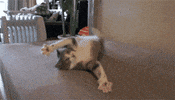 cats crazy cat GIF