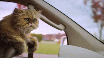 Video gif. Cat is standing on its hind legs and holding the steering wheel in its front paws, looking like its driving.