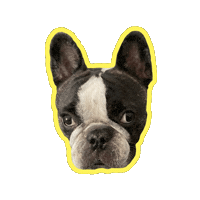 Best Friend Love Sticker by Kim Alvarez-Cazzetto (kimac)