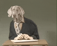 New England Dog GIF by Jason Clarke