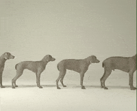 Stop Motion Dog GIF by Jason Clarke