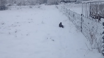Cute Puppy Tries to Catch Snowballs