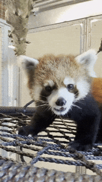 Red Panda GIF by Valley Zoo Development Society