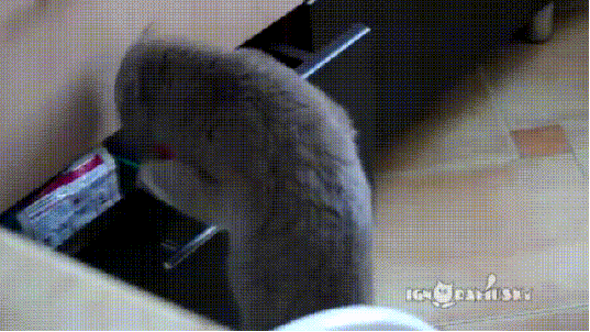 cat anything GIF