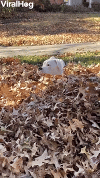 Boxer Bounces Through Leaf Pile