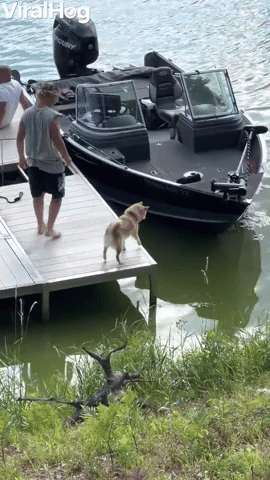Shiba Inu Falls Off Dock
