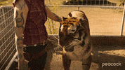 John Cameron Mitchell Cats GIF by PeacockTV