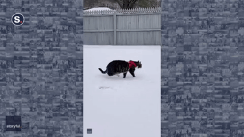 Quick-Thinking Cat Leaps for Snowball in Pennsylvania's Pocono Mountains