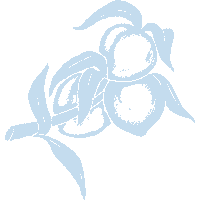 peachstatepride fruit clothing georgia peach Sticker