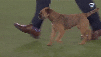 Terrier