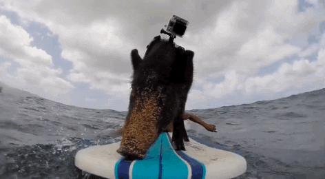 pig surfing GIF