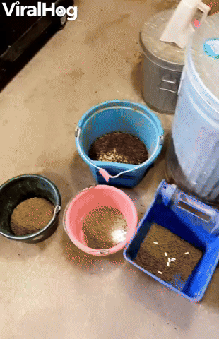 Owen Knows When it's Breakfast Time