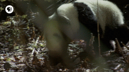 pbs adventure GIF by EARTH A New Wild