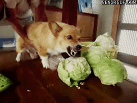 Angry Dog GIF