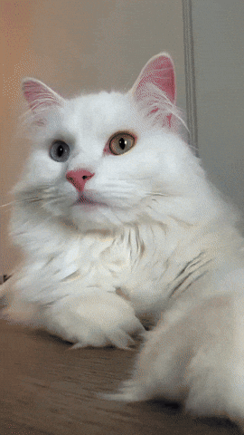 Pet Cute Cat GIF by mammamiacovers