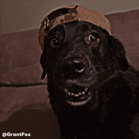 Scared Charlie Dog GIF