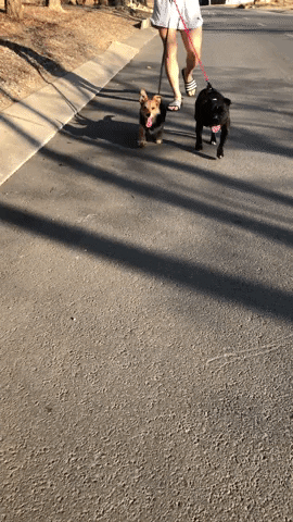 monise_zuki giphyupload GIF
