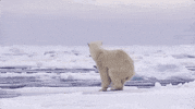 NHMLAC what nature bear huh GIF