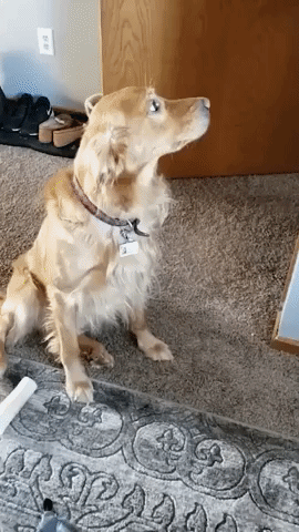 'Are You Going to Show Him Your Toys?': Family Dog Has Adorable Reaction to New Baby