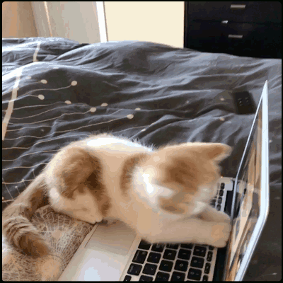 cats novel GIF