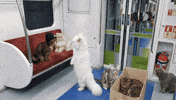 지방선거 GIF